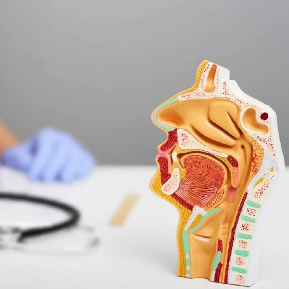 Ear, Nose & Throat (ENT)